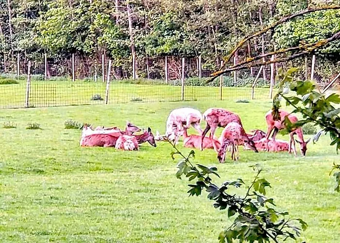 Rehberge Appartamento *