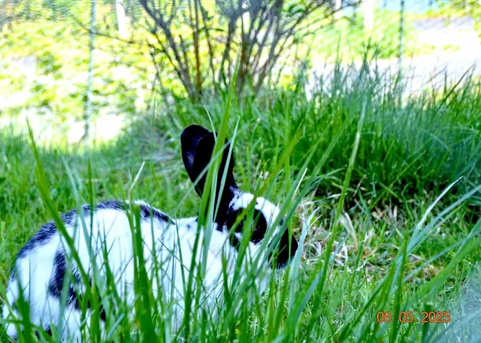 Rehberge * Bad Muenstereifel